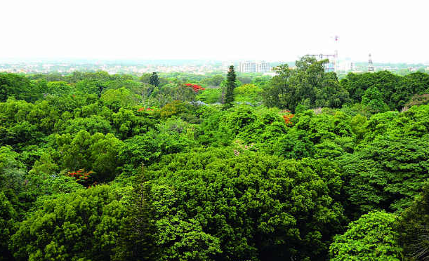 Bangalore and its greenery